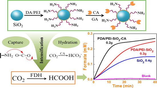 Dopamine/Polyethylenimine-Modified Silica for Enzyme Immobilization and Strengthening of Enzymatic CO2 Conversion - Advances in Engineering Dopamine/Polyethylenimine-Modified Silica for Enzyme Immobilization and Strengthening of Enzymatic CO2 Conversion - Advances in Engineering