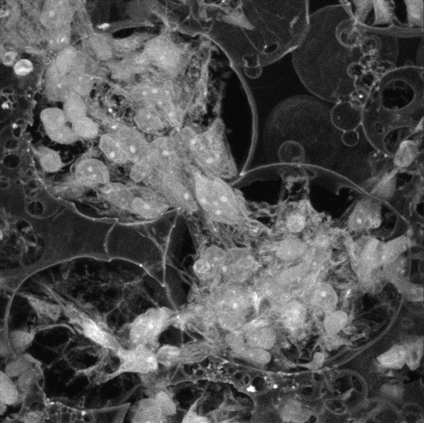 Three-dimensional stem cell-derived neural culture using porous polymer scaffolds - Advances in Engineering