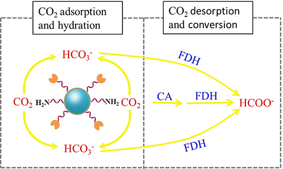 Dopamine/Polyethylenimine-Modified Silica for Enzyme Immobilization and Strengthening of Enzymatic CO2 Conversion - Advances in Engineering Dopamine/Polyethylenimine-Modified Silica for Enzyme Immobilization and Strengthening of Enzymatic CO2 Conversion - Advances in Engineering