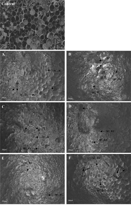 Super-chilled fresh-cut celery-Advances in Engineering