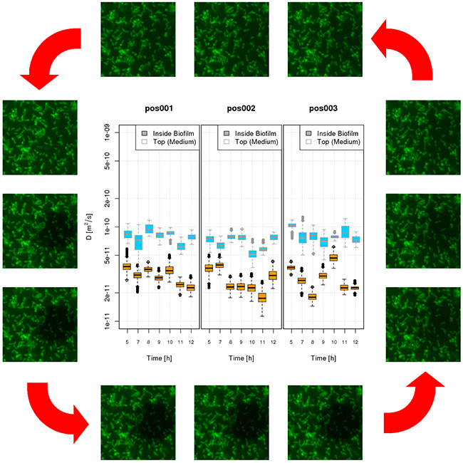 Deep in the mud: How biofilms behave on the inside - Advances in Engineering Deep in the mud: How biofilms behave on the inside - Advances in Engineering