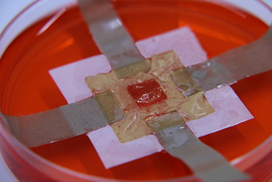 Sensor-Instrumented Scaffold Integrated with Microporous Spongelike Ultrabuoy for Long-Term 3D Mapping of Cellular Behaviors and Functions - Advances in Engineering Sensor-Instrumented Scaffold Integrated with Microporous Spongelike Ultrabuoy for Long-Term 3D Mapping of Cellular Behaviors and Functions - Advances in Engineering