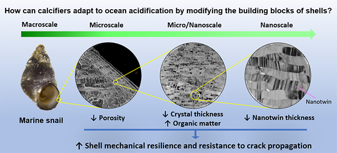Marine Life Can Resist Ocean Acidification by Modifying Shell-Building Process at the Nanoscale - Advances in Engineering Marine Life Can Resist Ocean Acidification by Modifying Shell-Building Process at the Nanoscale - Advances in Engineering