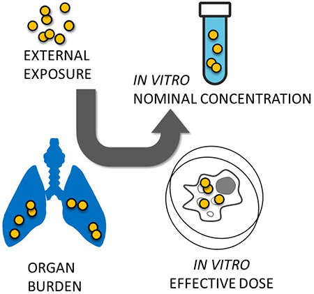 The Use of Nanomaterial In Vivo Organ Burden Data for In Vitro Dose Setting - Advances in Engineering
